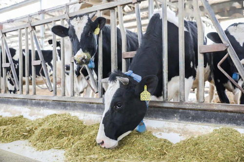 青岛，雀巢为你倾倒——液体壁纸的艺术与生活